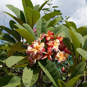 Plumeria Dusk